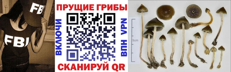Галлюциногенные грибы Psilocybe  Палласовка 